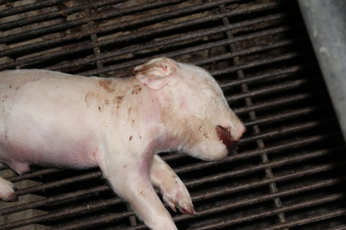 Farrowing crates at Strathvean Piggery NSW