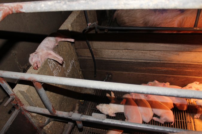 Farrowing crates at Strathvean Piggery NSW