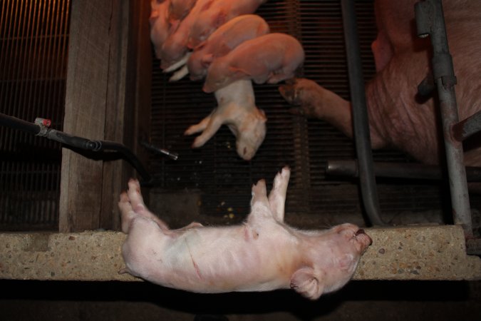 Farrowing crates at Strathvean Piggery NSW