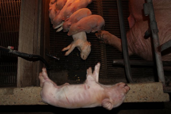 Farrowing crates at Strathvean Piggery NSW