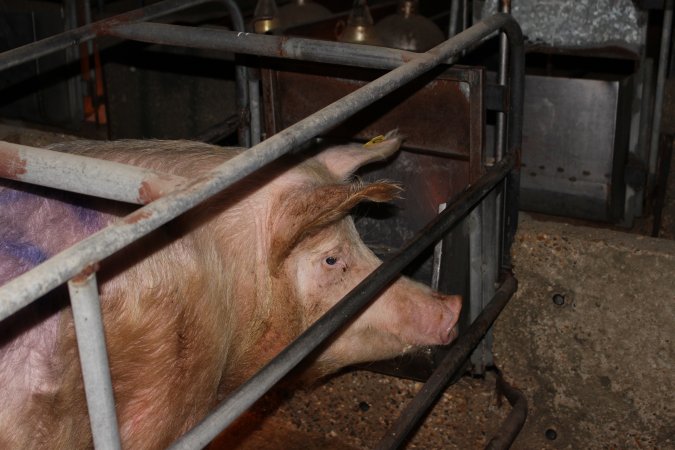 Farrowing crates at Strathvean Piggery NSW