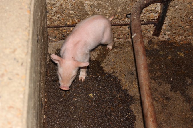 Farrowing crates at Strathvean Piggery NSW