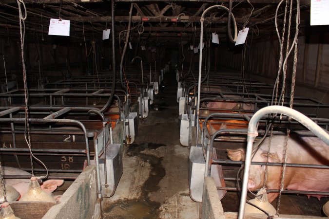 Farrowing crates at Strathvean Piggery NSW