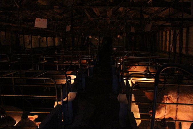 Farrowing crates at Strathvean Piggery NSW