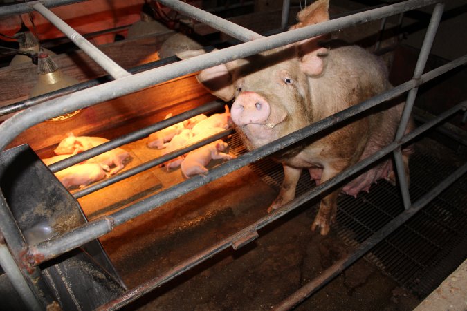 Farrowing crates at Strathvean Piggery NSW