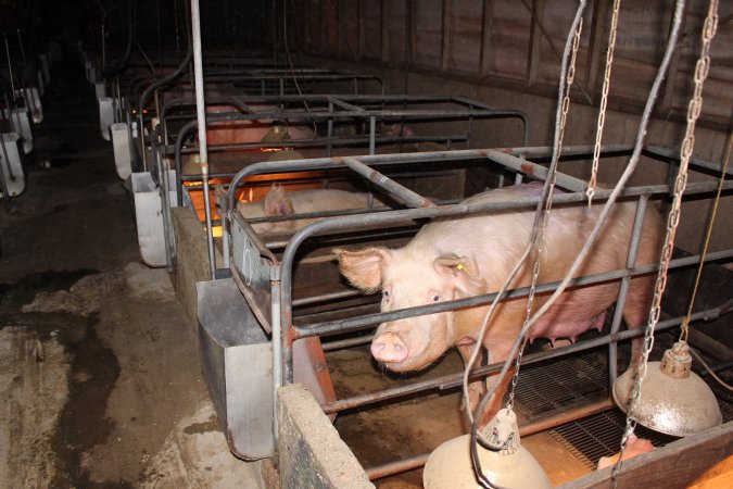 Farrowing crates at Strathvean Piggery NSW