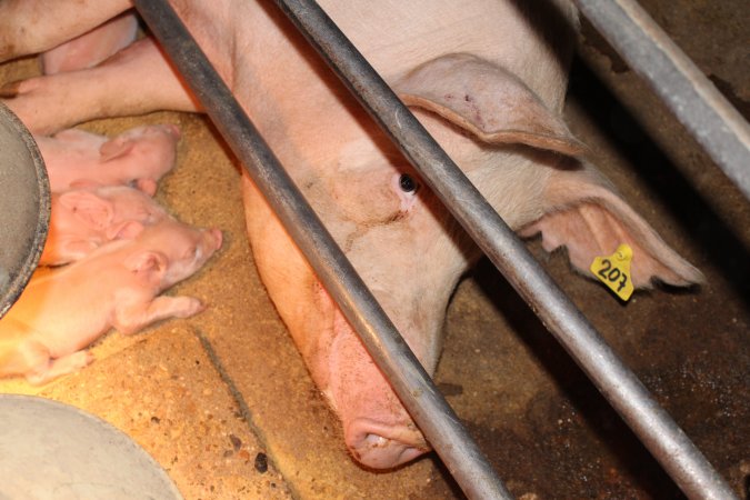 Farrowing crates at Strathvean Piggery NSW
