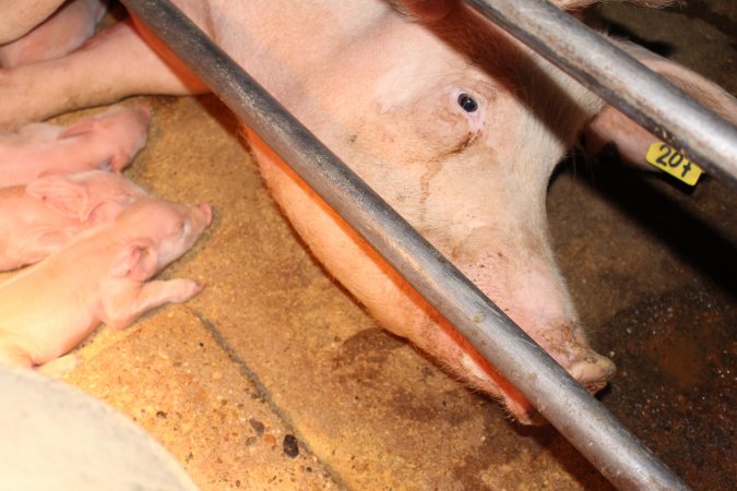 Farrowing crates at Strathvean Piggery NSW