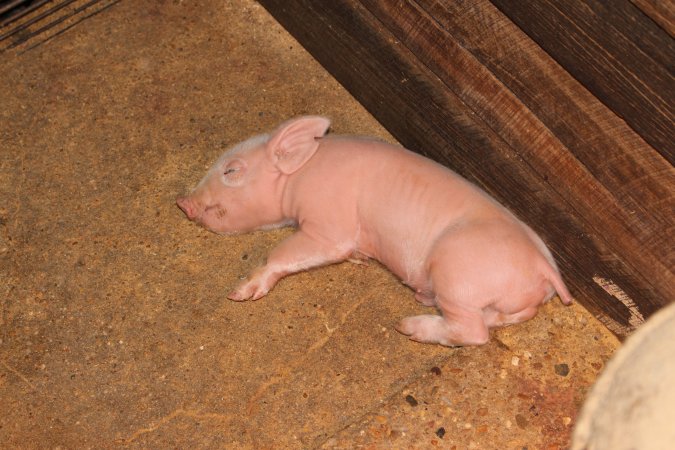 Farrowing crates at Strathvean Piggery NSW