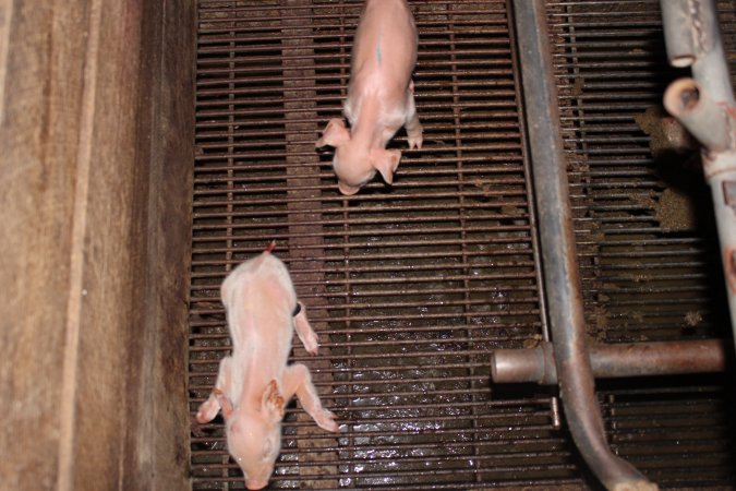 Farrowing crates at Strathvean Piggery NSW