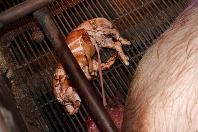 Farrowing crates at Strathvean Piggery NSW