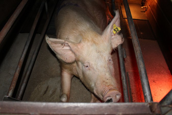 Farrowing crates at Strathvean Piggery NSW