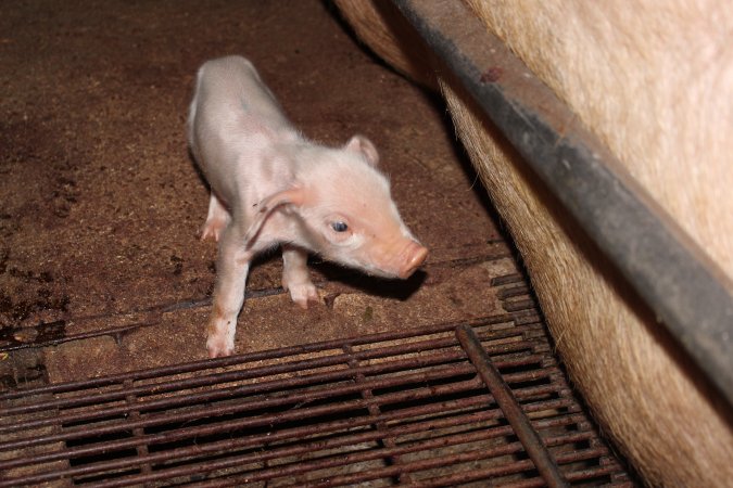 Farrowing crates at Strathvean Piggery NSW
