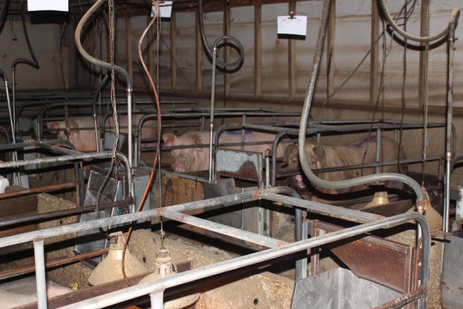 Farrowing crates at Strathvean Piggery NSW