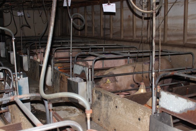 Farrowing crates at Strathvean Piggery NSW