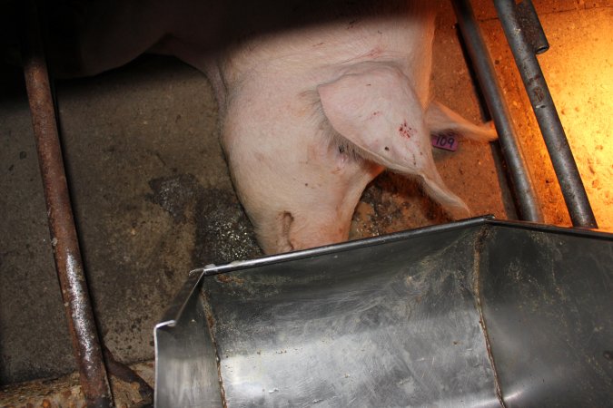 Farrowing crates at Strathvean Piggery NSW