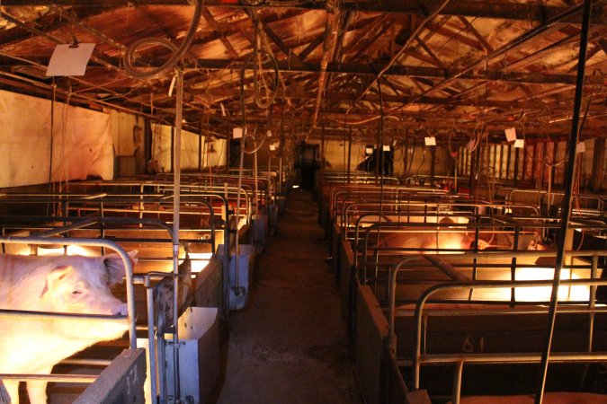 Looking down aisle of farrowing shed