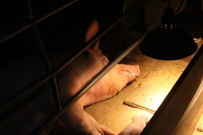 Farrowing crates at Strathvean Piggery NSW