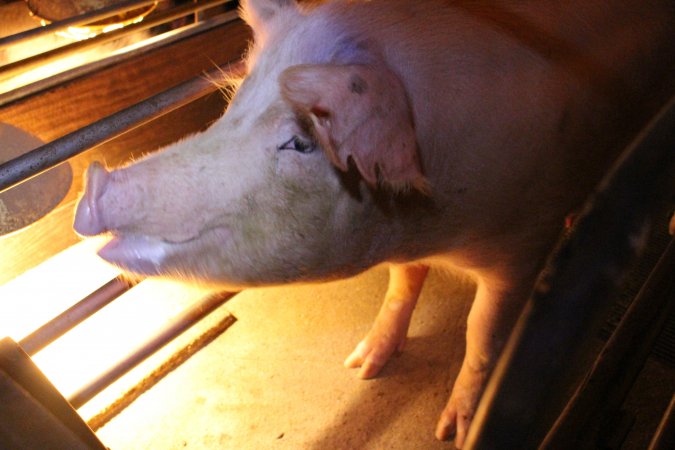 Farrowing crates at Strathvean Piggery NSW