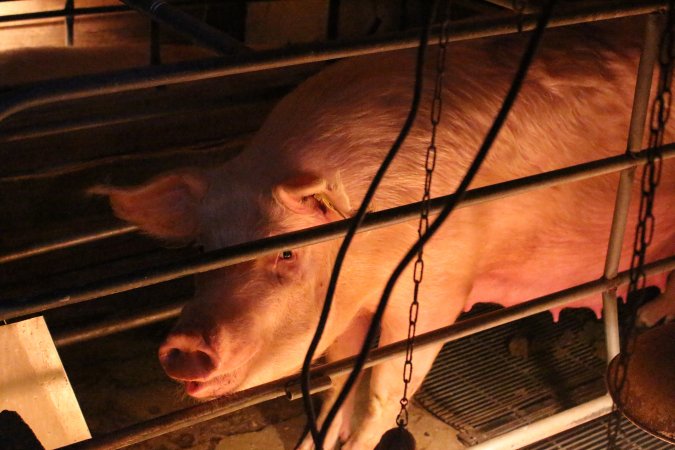 Farrowing crates at Strathvean Piggery NSW