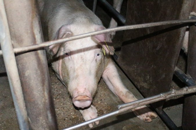 Sow stalls at Strathvean Piggery NSW