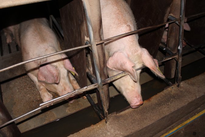 Sow stalls at Strathvean Piggery NSW
