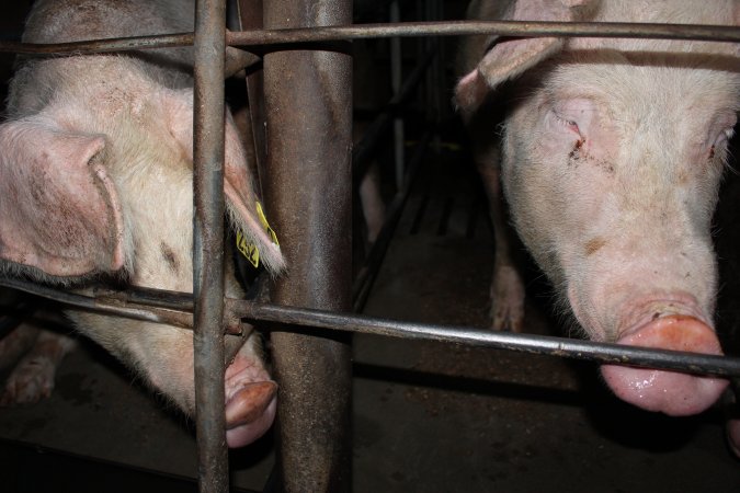 Sow stalls at Strathvean Piggery NSW