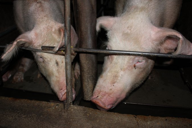 Sow stalls at Strathvean Piggery NSW