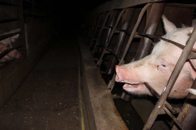 Sow stalls at Strathvean Piggery NSW