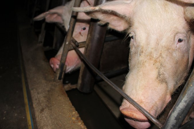 Sow stalls at Strathvean Piggery NSW