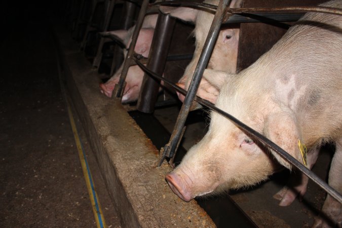 Sow stalls at Strathvean Piggery NSW