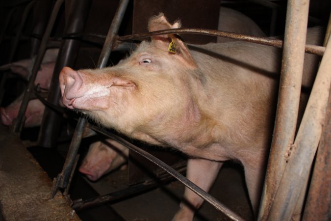 Sow stalls at Strathvean Piggery NSW