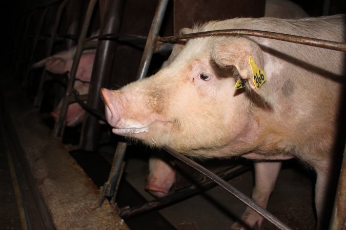 Sow stalls at Strathvean Piggery NSW