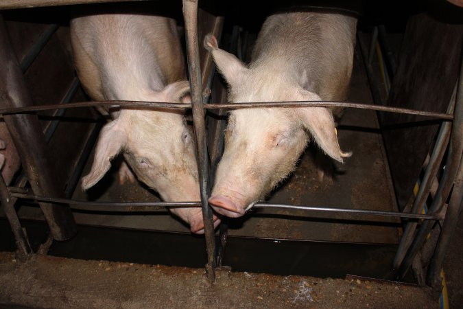 Sow stalls at Strathvean Piggery NSW