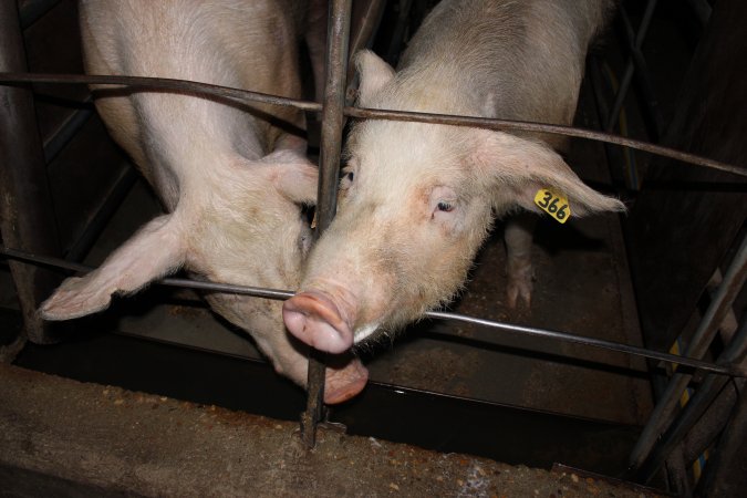 Sow stalls at Strathvean Piggery NSW