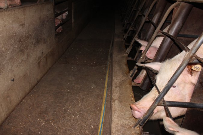 Sow stalls at Strathvean Piggery NSW