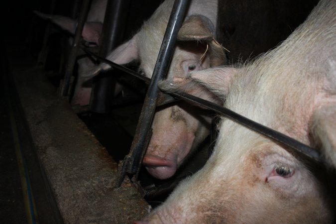 Sow stalls at Strathvean Piggery NSW