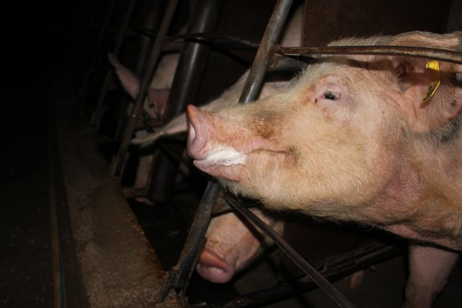 Sow stalls at Strathvean Piggery NSW