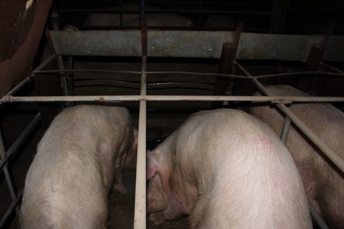 Sow stalls at Strathvean Piggery NSW