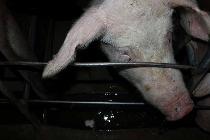 Sow stalls at Strathvean Piggery NSW