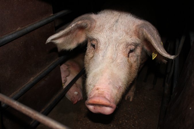 Sow stalls at Strathvean Piggery NSW