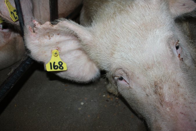 Sow stalls at Strathvean Piggery NSW