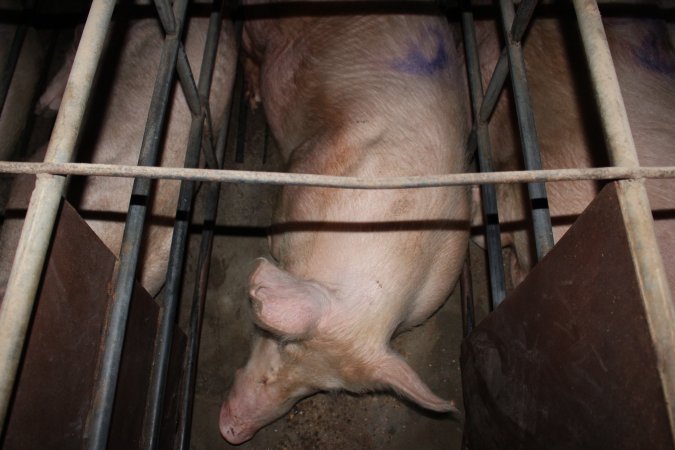 Sow stalls at Strathvean Piggery NSW