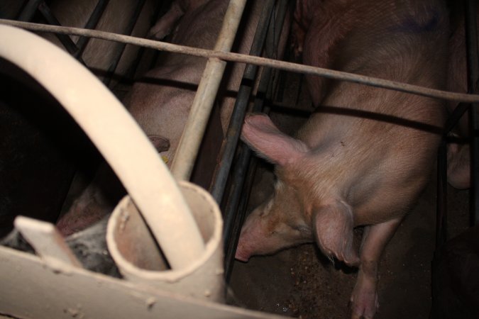 Sow stalls at Strathvean Piggery NSW