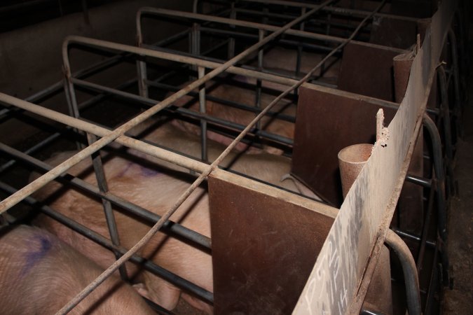 Sow stalls at Strathvean Piggery NSW