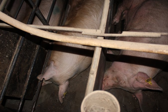 Sow stalls at Strathvean Piggery NSW