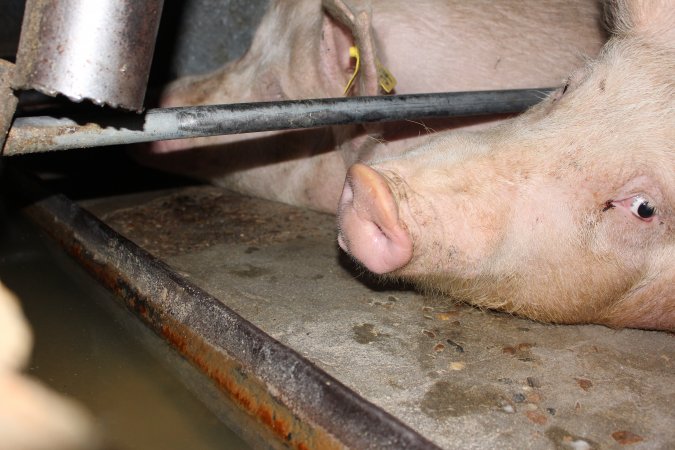 Sow stalls at Strathvean Piggery NSW