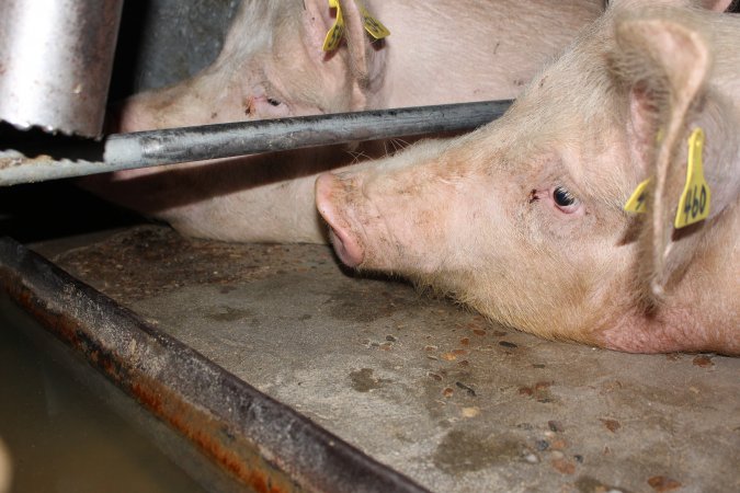 Sow stalls at Strathvean Piggery NSW