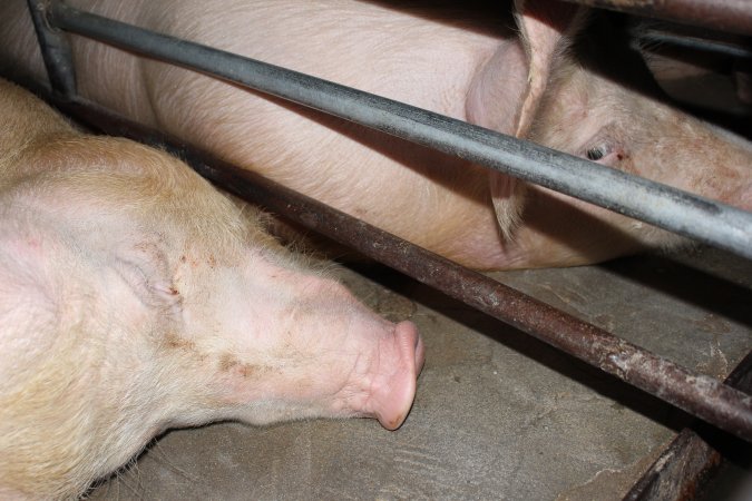 Sow stalls at Strathvean Piggery NSW