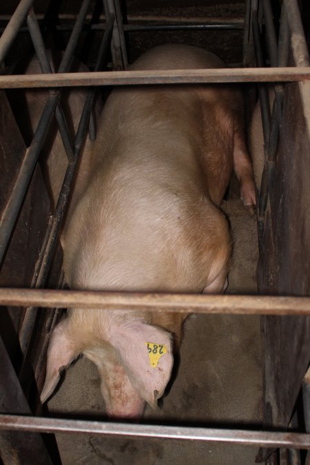 Sow stalls at Strathvean Piggery NSW